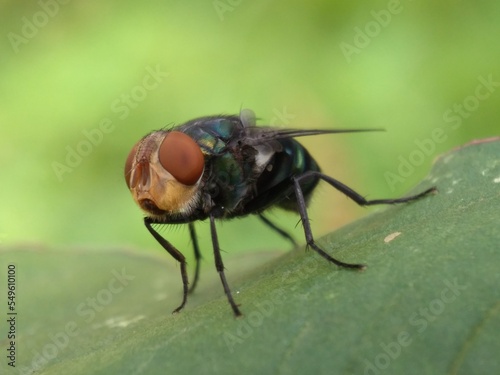 A common green bottle fly sits on a stem. The common green bottle fly is a fly that is found in most areas of the world and is the best known of the many species of green bottle fly. © Husen Ali Mufti