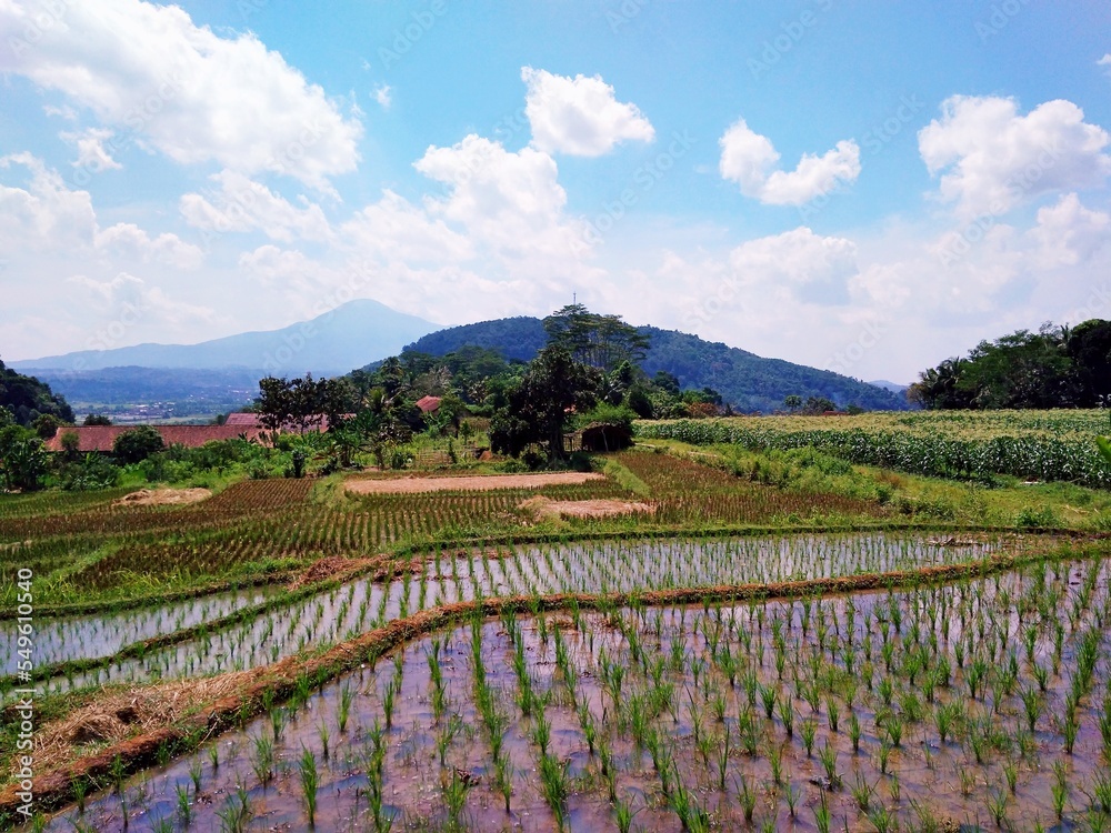 A natural blend of rice fields and mountains in Sumedang, West Java, Indonesia