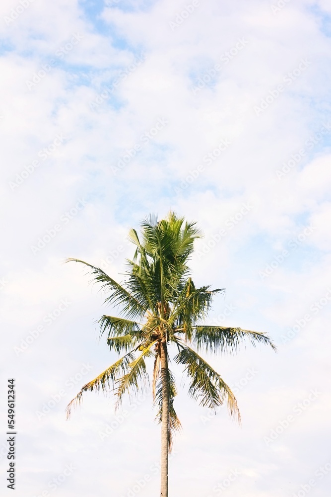 Obraz premium A coconut tree, against the background of a blue sky covered with clouds.
