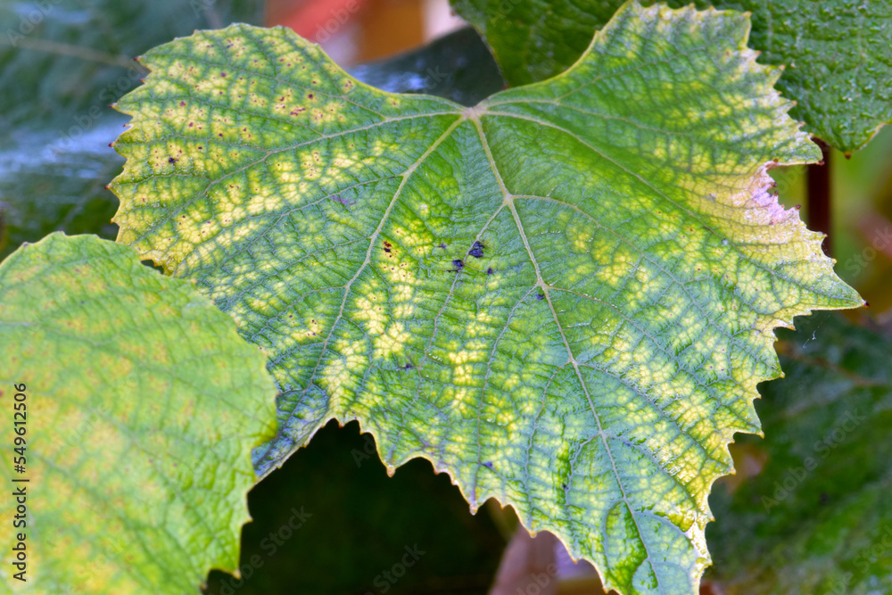 Harvest Grape Leaf 04 Harvest Grape Leaf 04