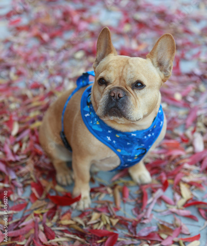 7-Year-Old red tan male French Bulldog sitting on sidewalk with colorful autumn leaves background.