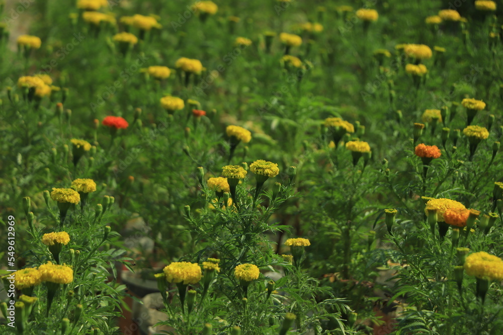 Fototapeta premium Yellow Marigolds flower (Tagetes erecta, Mexican marigold, Aztec marigold, African marigold)