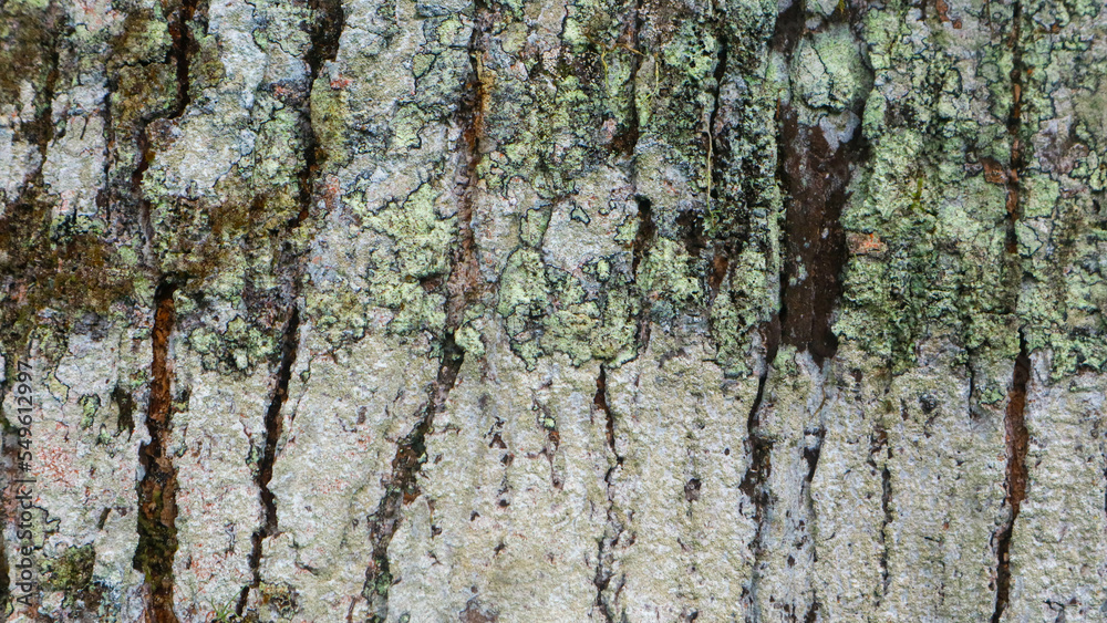 Fototapeta premium amazing wood bark texture as background
