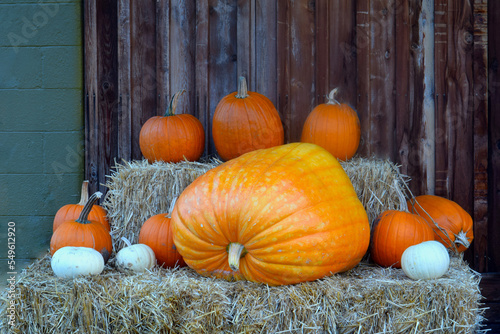 Giant Pumpkin Family on Haystack 01 photo