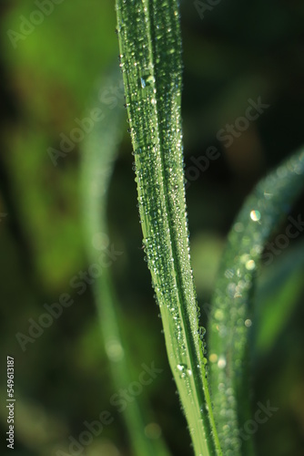 Fresh morning dew on rice leaf