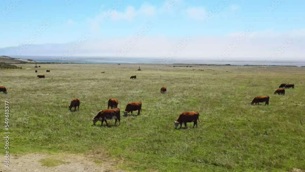 Drone aerial flight wide view of cows grazing on green grass on the shore of Pacific Ocean. Agriculture in west California. Drone aerial flight wide view of cows grazing on green grass on the shore of Pacific Ocean. Agriculture in west California.