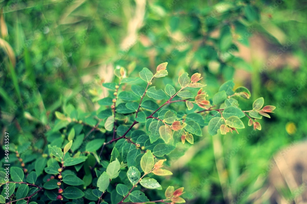Dark green tropical leaves background. Panoramic background. nature concept Dark green tropical leaves background. Panoramic background. nature concept