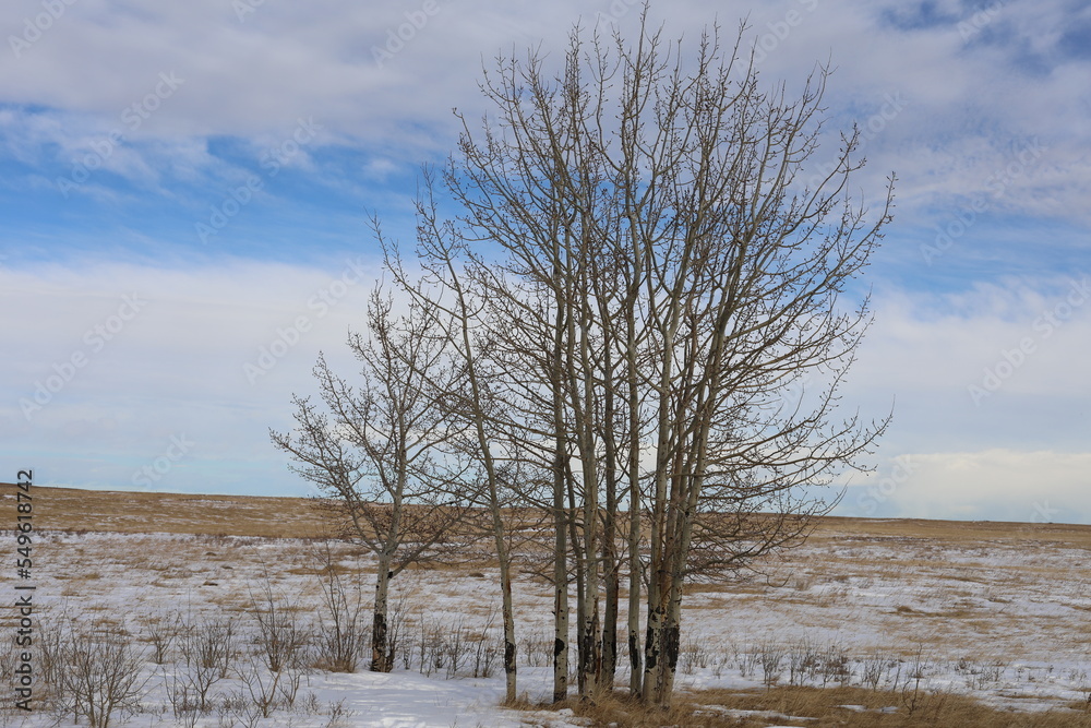 Beautiful Scene of Nosehill in Calgary Beautiful Scene of Nosehill in Calgary