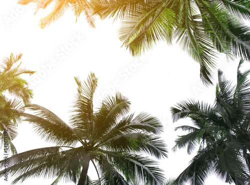 tropical coconut palm leaves tree for summer background on transparent png file