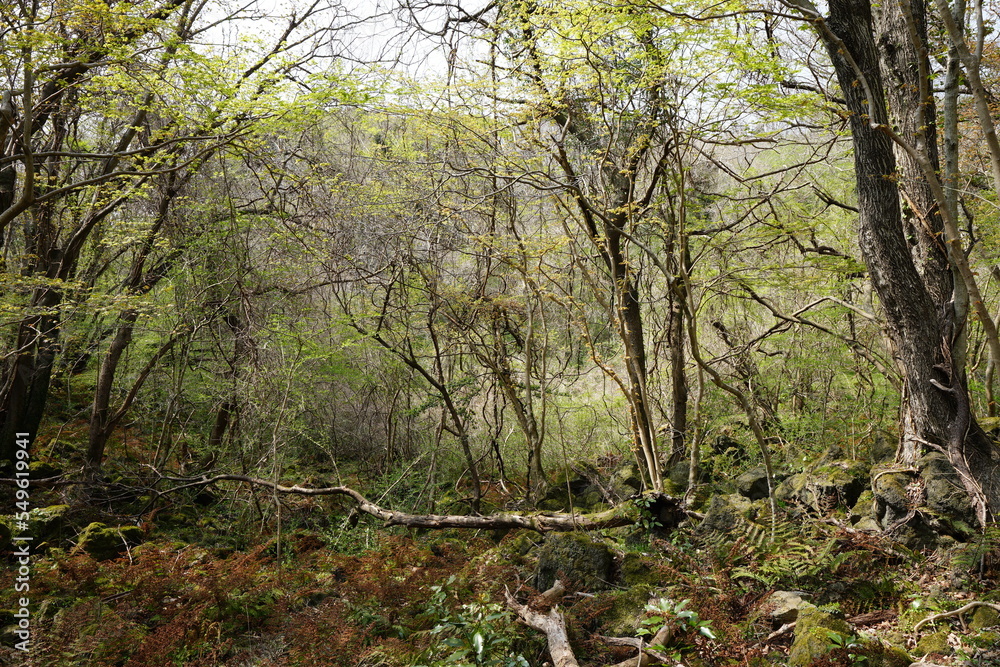 primeval forest in spring