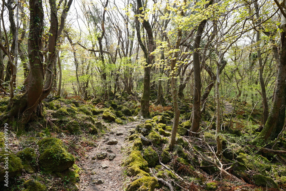 spring path through mossy rocks