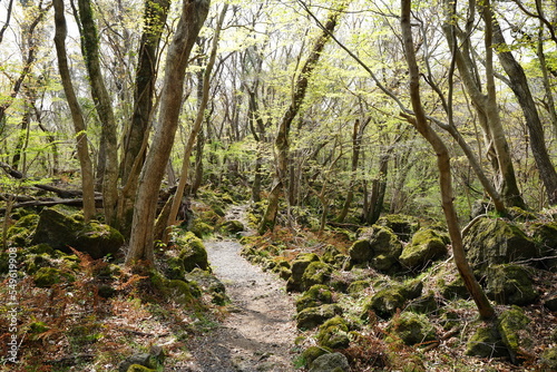 Fototapeta Naklejka Na Ścianę i Meble -  refreshing spring forest in the sunlight