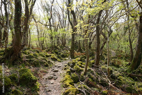 spring path through mossy rocks