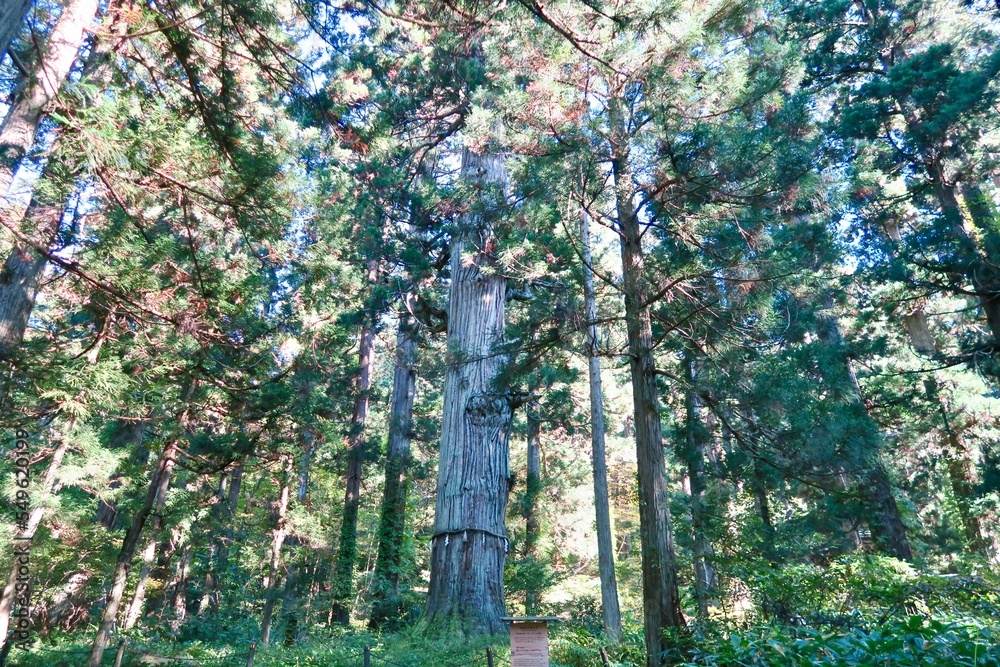 Fototapeta premium 出羽三山神社 爺杉