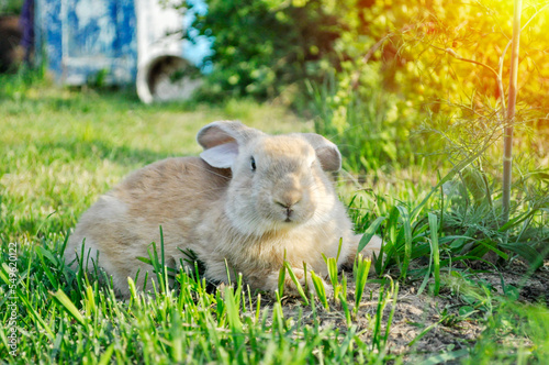 rabbit on the green grass in the sunlight