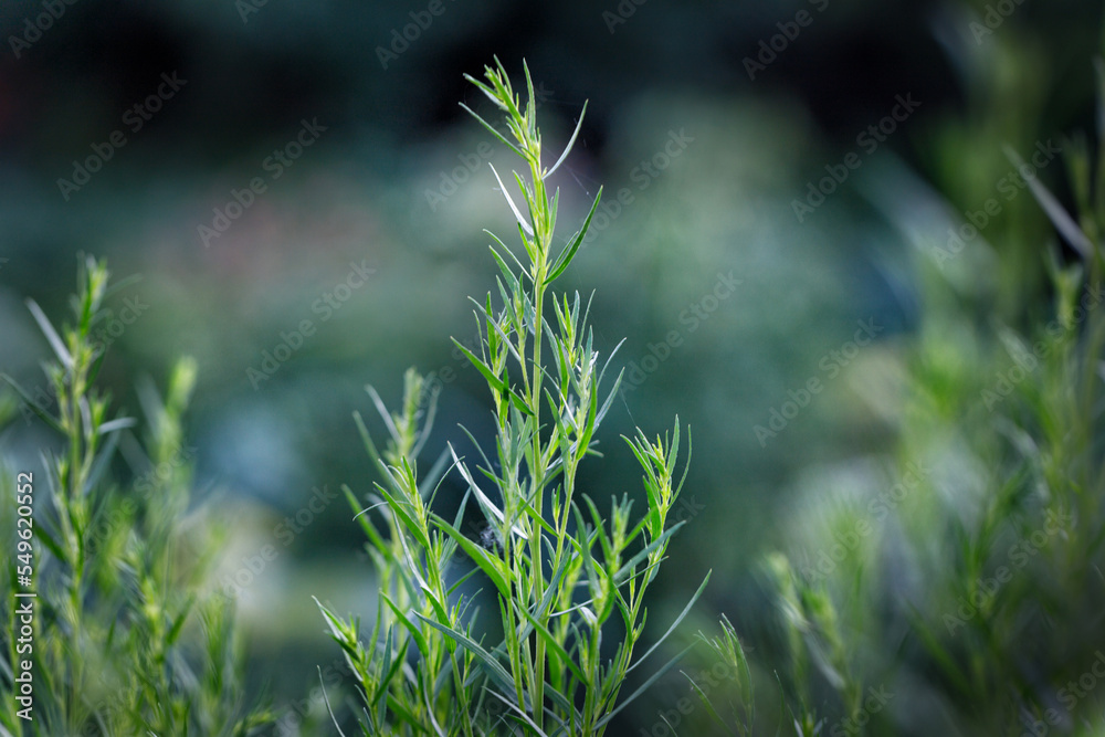 Tarragon or estragon, Artemisia dracunculus in a garden, field. Close up of tarragon against a green lawn.