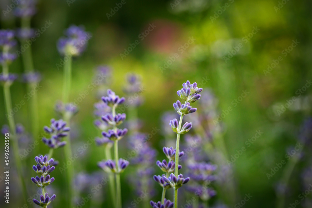 Branch of lavender with purple flowers in a lavender field, garden. Close-up of lavender flowers against a green lawn.