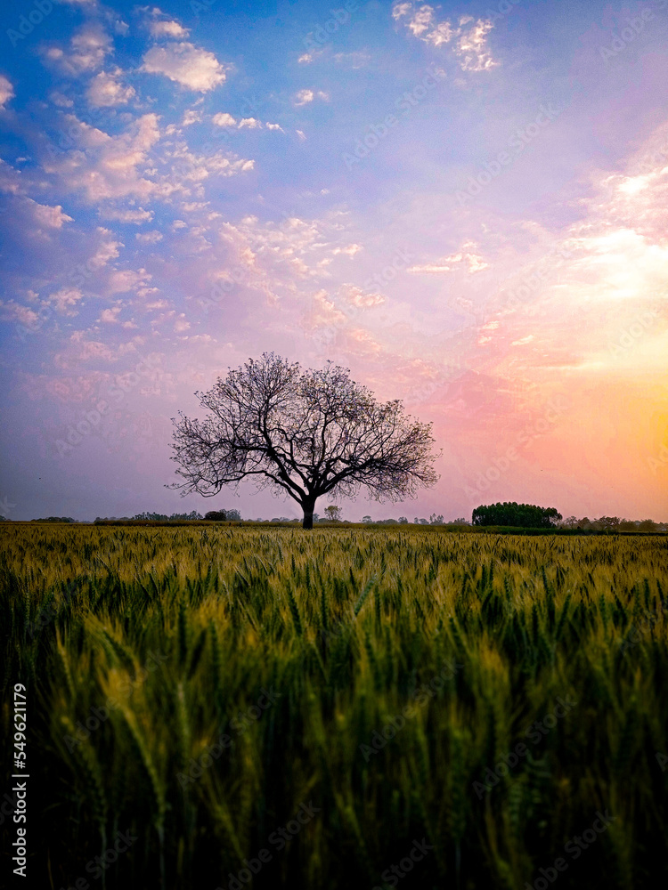 Fototapeta premium sunset in the field
