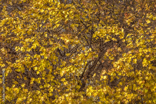 Autumn golden leaves backgroud close up in central park, New York, USA © Aide