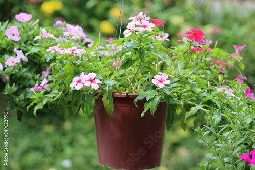 Catharanthus roseus, commonly known as bright eyes, Cape periwinkle, graveyard plant, Madagascar periwinkle, old maid, pink periwinkle, is a species of flowering plant in the family Apocynaceae.