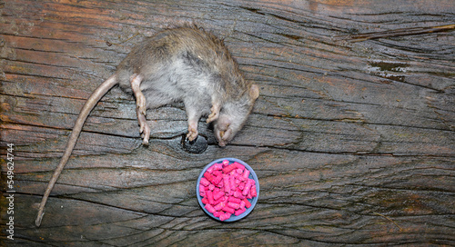 Foto Rat poisoned by toxic bait