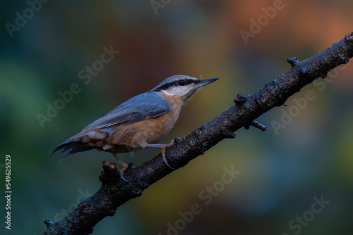  Eurasian Nuthatch (Sitta europaea) on a branch in the forest of Noord Brabant in the Netherlands. Autumn background. 