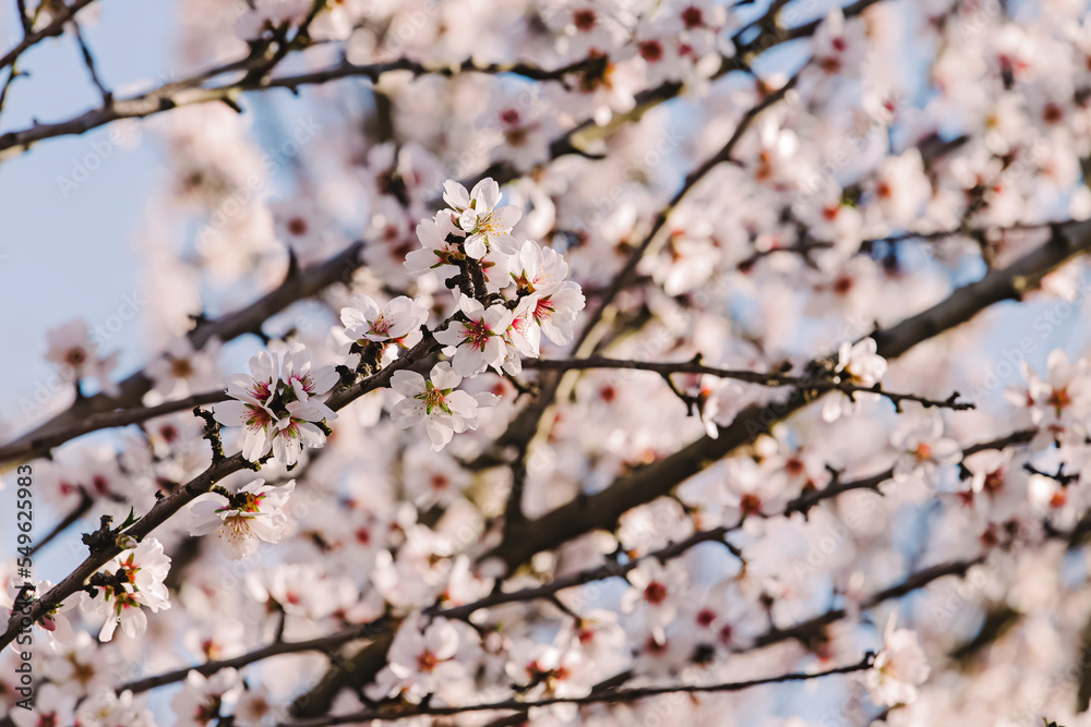Close-up of beautiful blooming branches of almond tree