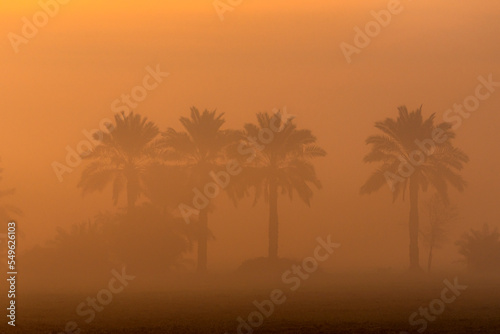 foggy landscape with date palm trees in golden  sunset light 