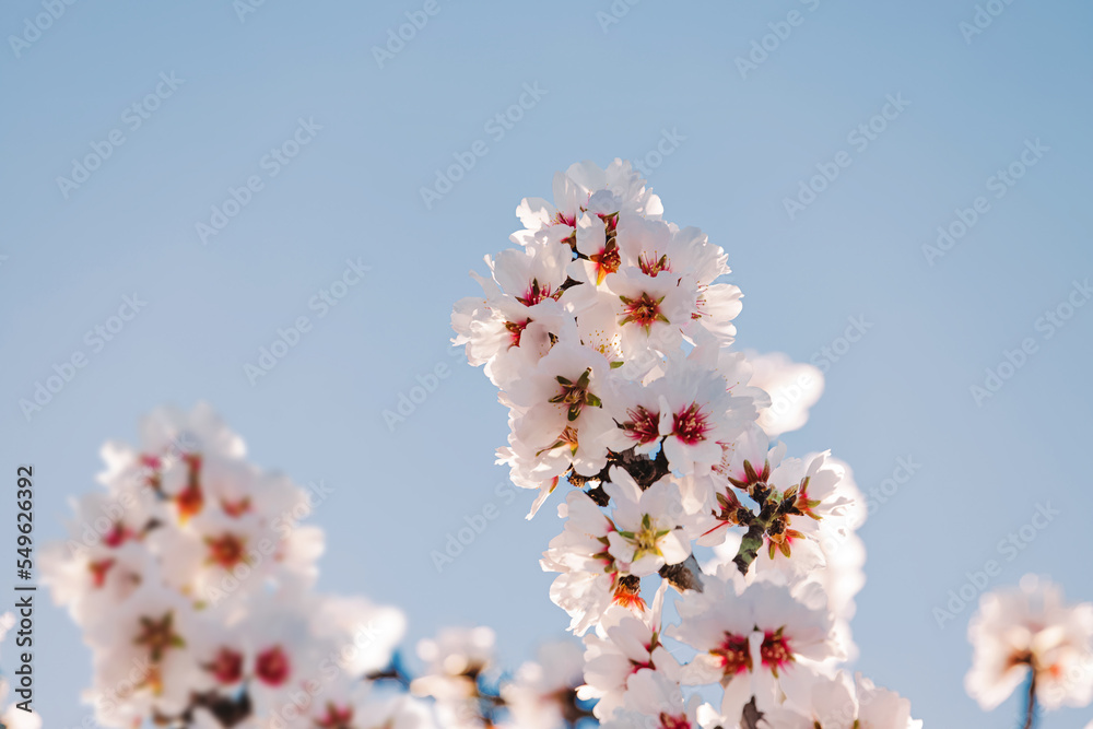 Blooming almond tree branches over the blue sky,