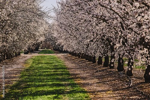 Almond farm at spring, rows of white blooming trees. photo