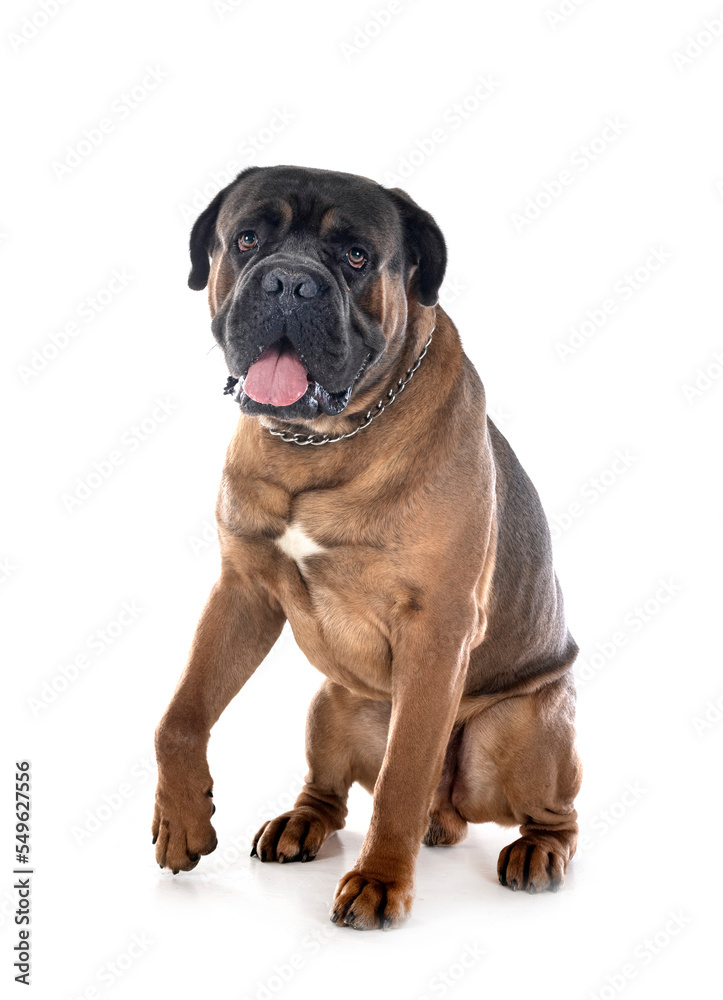  cane corso in studio