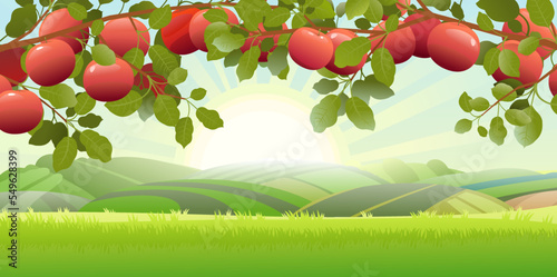 Landscape with red apple branches. View of rural garden hills and meadow. Summer morning. Bright sun sunrise. Garden plant with edible crop. Branch with foliage and leaves. Vector