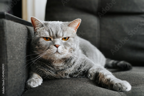 Foto Angry offended gray cat with orange eyes looking at camera