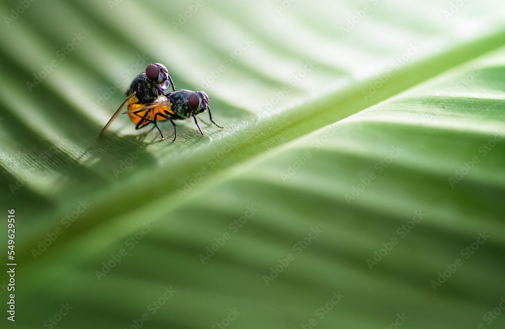 fly on leaf fly on leaf