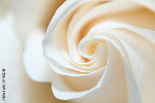 White Rose Closeup