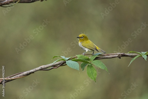 Oriental white-eye bird sitting on the branch of a tree. Amazing photo with beautiful background. Best to watch when birds feed on their food 