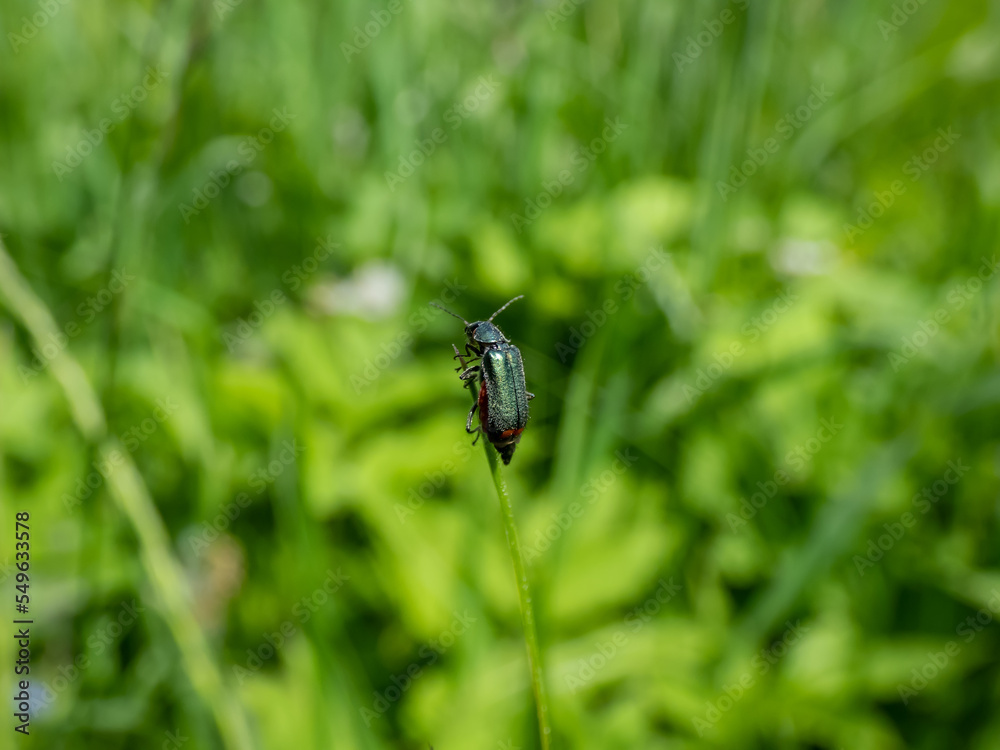 Soft-winged flower beetle - the malachite beetle (Malachius bipustulatus) with long body, the head and pronotum are brownish, elytrae are shining green with red spot at the end Soft-winged flower beetle - the malachite beetle (Malachius bipustulatus) with long body, the head and pronotum are brownish, elytrae are shining green with red spot at the end