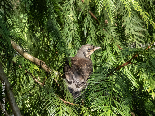 Close-up shot of a juvenile fieldfare chick (Turdus pilaris), that has left the nest and sitting on tree bramch. Young bird in bright sunlight photo