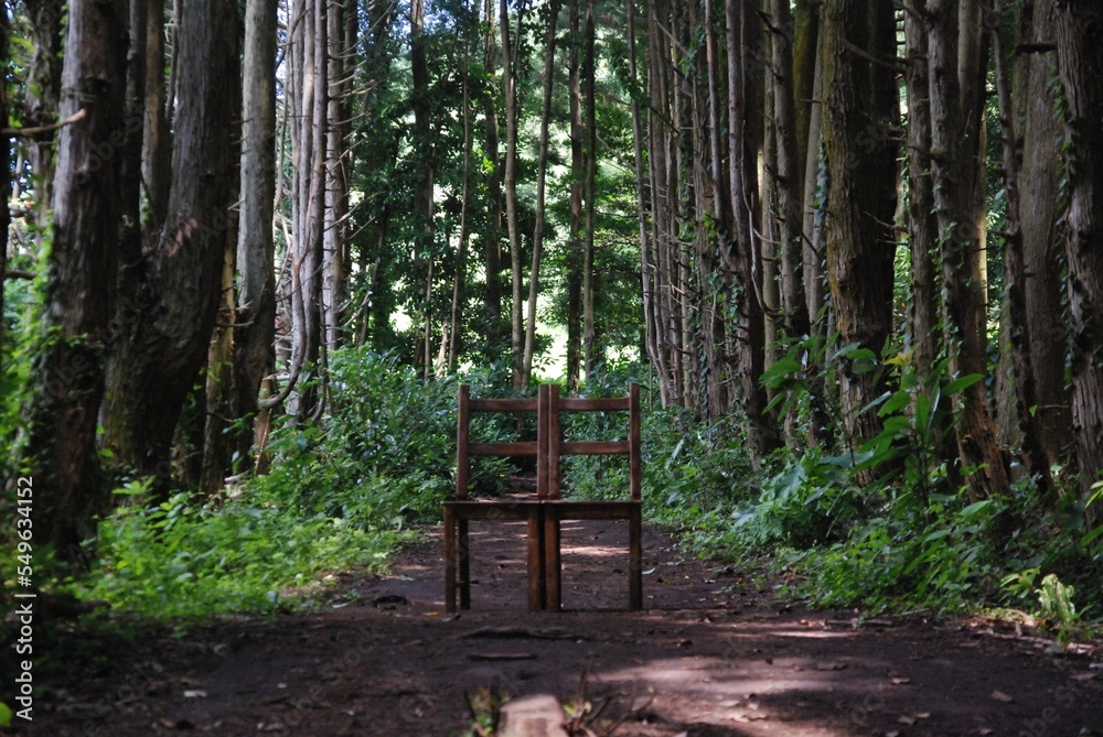 숲속의 의자