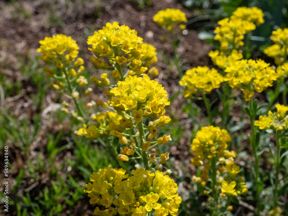 The Mountain Alison (Alyssum gmelinii or Alyssum montanum) blooming with tiny, yellow, fragrant flowers in bright sunlight in a garden The Mountain Alison (Alyssum gmelinii or Alyssum montanum) blooming with tiny, yellow, fragrant flowers in bright sunlight in a garden