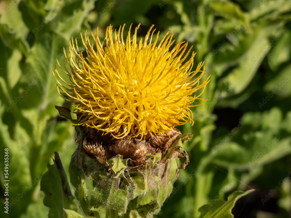 Close-up shot of the Bighead knapweed, lemon fluff or Armenian basketflower (Centaurea macrocephala) blooming with a flower that has many yellow florets Close-up shot of the Bighead knapweed, lemon fluff or Armenian basketflower (Centaurea macrocephala) blooming with a flower that has many yellow florets
