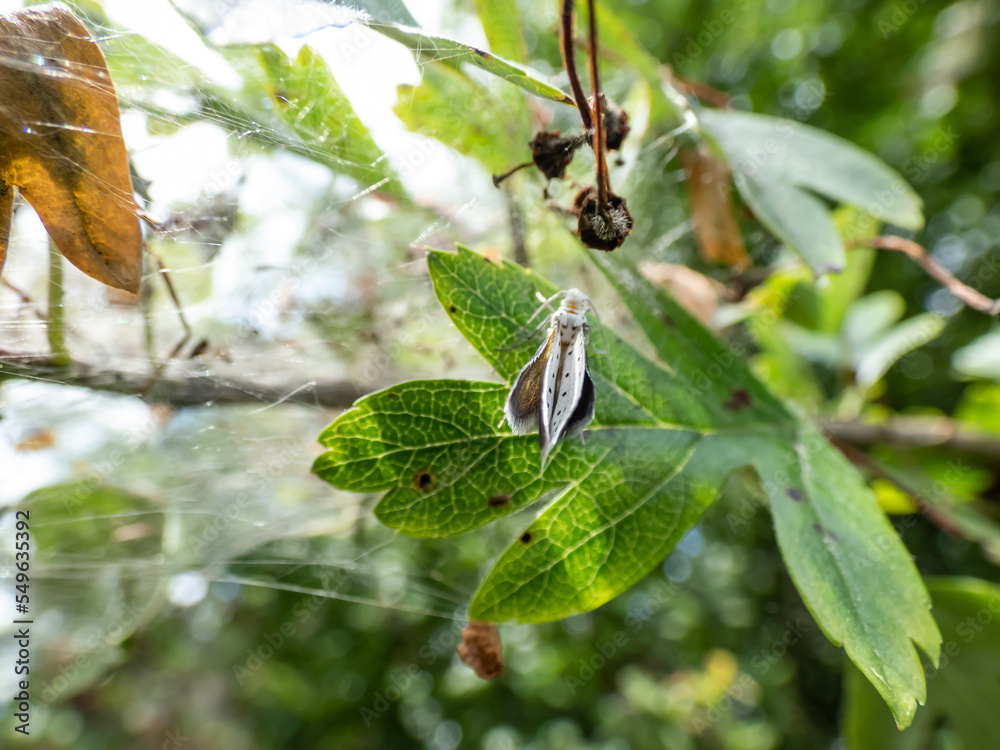 Larvae of the Bird-cherry ermine (Yponomeuta evonymella) in their cocoon in a white web on a tree developing in white moths