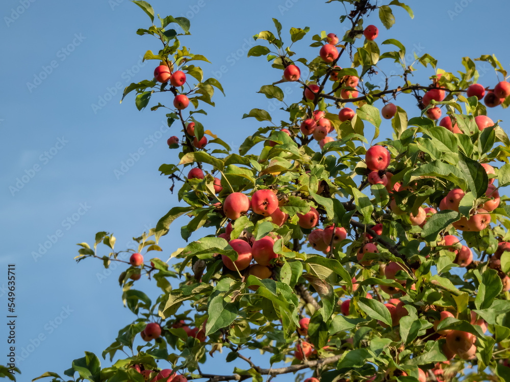 Apple tree branches full with ripe, pink apples among green leaves in sunlight in autumn Apple tree branches full with ripe, pink apples among green leaves in sunlight in autumn