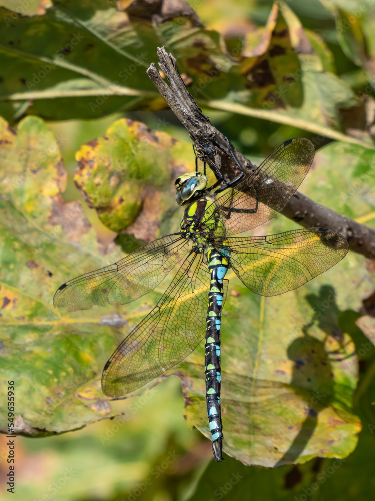 Macro shot of the dragonfly - the Southern hawker or blue hawker (Aeshna cyanea) sitting on a plant stem Macro shot of the dragonfly - the Southern hawker or blue hawker (Aeshna cyanea) sitting on a plant stem