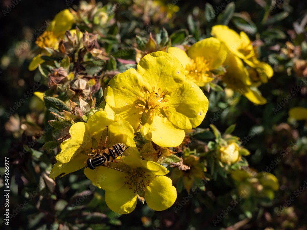 Shrubby cinquefoil (Pentaphylloides fruticosa) 'Sommerflor' flowering with large golden-yellow flowers in summer Shrubby cinquefoil (Pentaphylloides fruticosa) 'Sommerflor' flowering with large golden-yellow flowers in summer