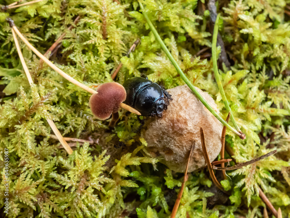 Beautiful macro shot of glossy earth boring dung-beetle - (Geotrupes stercorarius) crawling on the forest ground on a small mushroom Beautiful macro shot of glossy earth boring dung-beetle - (Geotrupes stercorarius) crawling on the forest ground on a small mushroom