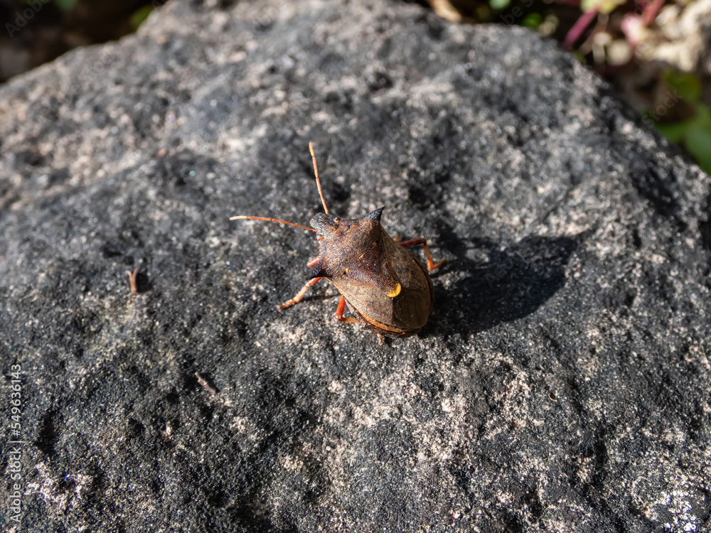 Macro shot of the stink bug (Pinthaeus sanguinipes) sitting on a gray rock in sunlight Macro shot of the stink bug (Pinthaeus sanguinipes) sitting on a gray rock in sunlight