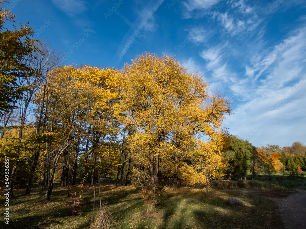 Beautiful landscape of autumn scenery with birch trees and vegetation changing leaves colours to yellow and orange