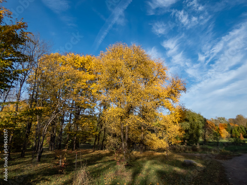 Beautiful landscape of autumn scenery with birch trees and vegetation changing leaves colours to yellow and orange