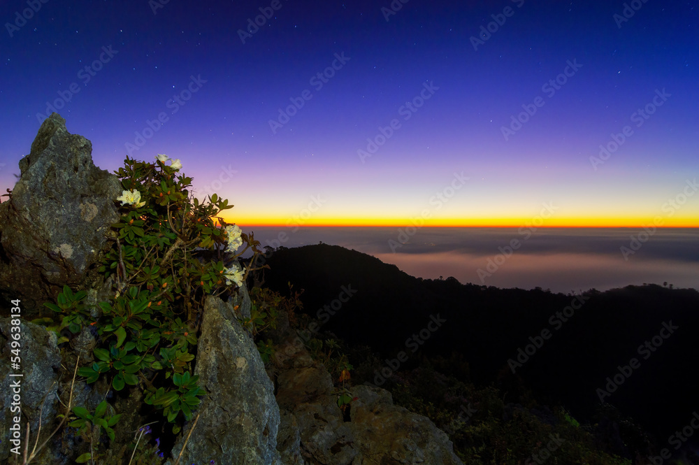 Fototapeta premium Rhododendron on the viewpoint in the morning Doi Luang Chiang Dao Chiang Mai Province.